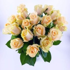 20 creme Rosen