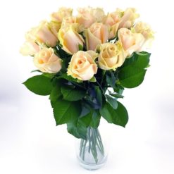 Rosen 20 Creme Hoch