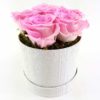 Ewige Rosen 6er Rosa