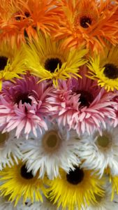 Fringed gerbera