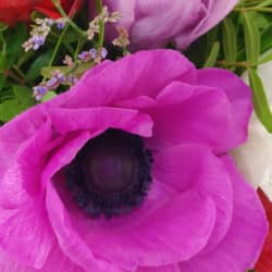 Anemone pink