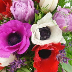 Frühlingsduft Anemone Pink Rot Weiß