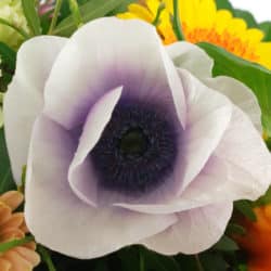 Anemone weiß