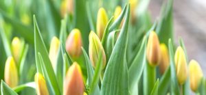 Frühling in Vasen und Töpfen