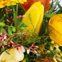Tulpe gelb