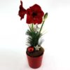 Amaryllis Weihnachst Style