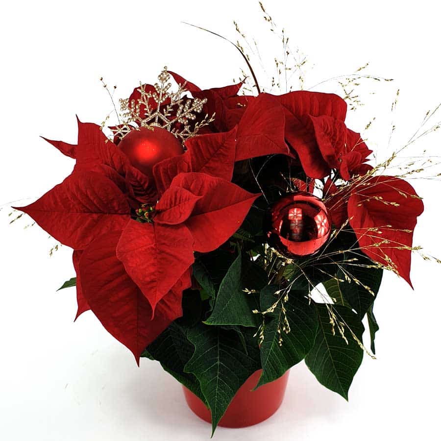 Ab 07. 12. wieder geöffnet!