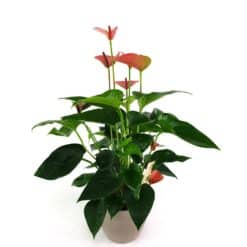 Anthurium Im Topf
