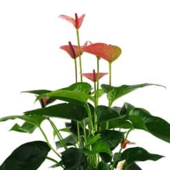 Anthurium Im Topf Detail