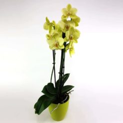 Orchidee mit Übertopf