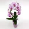 Phalaenopsis Bogen