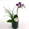 Phalaenopsis Nolina2