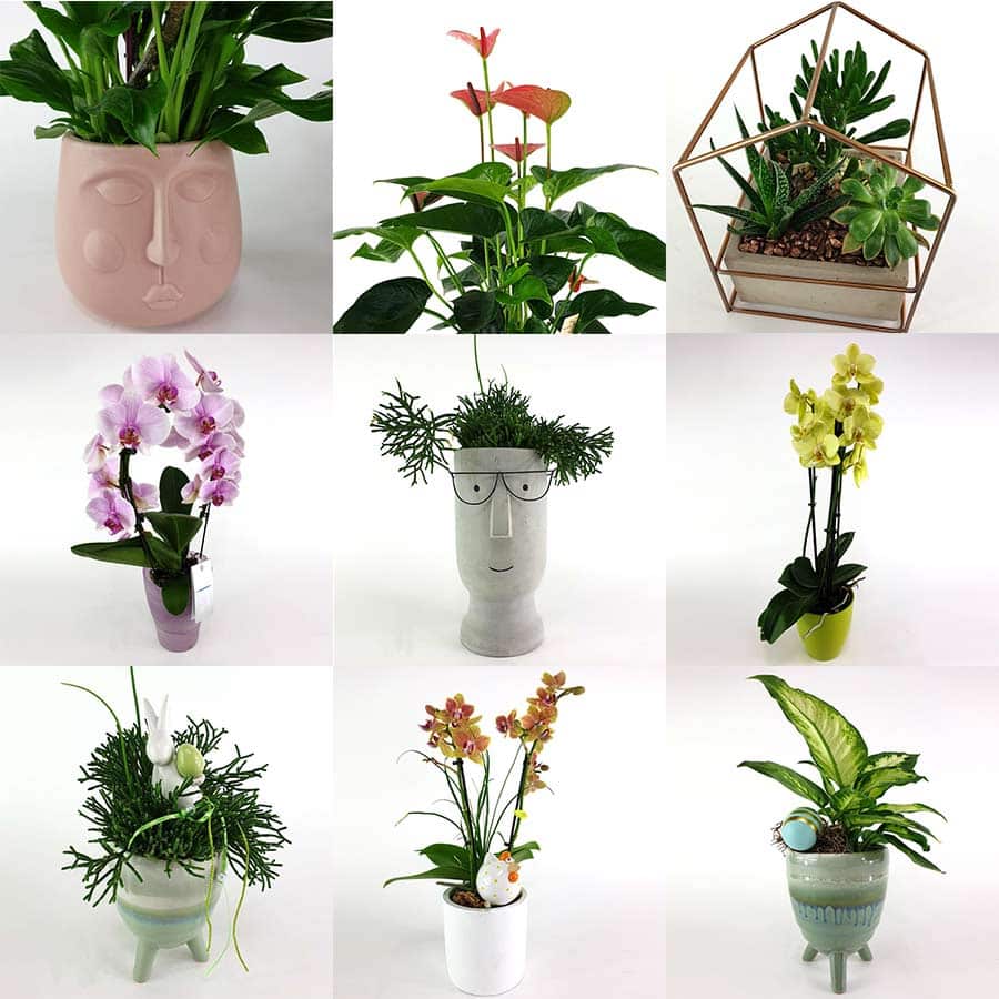 New in the online shop: Potted plants