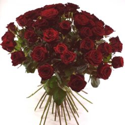 Imperiale Liebe pur 50