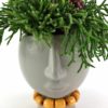 Rhipsalis Gray Plant Head