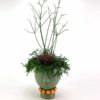 Rhipsalis Green Plant Head