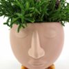 Rhipsalis Pink Plant Head