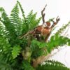Plant Head Pink Fern Bird Detail