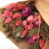 Dried flowers, pink detail