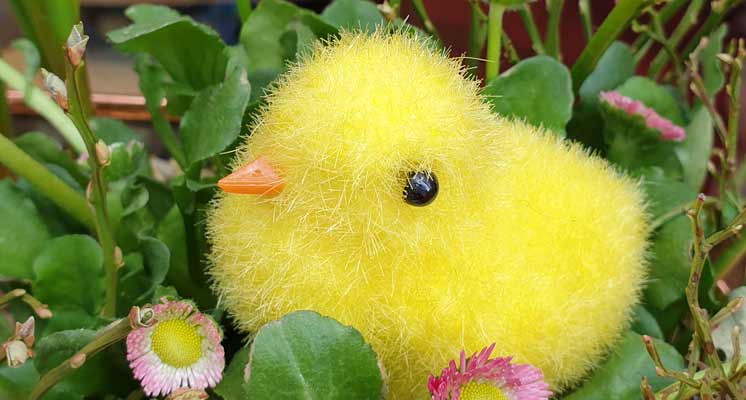 the Easter bunny can come