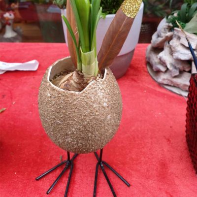 Narzissen Ei Auf Fuss