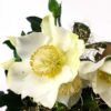 Christmas Rose Bloom