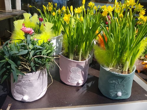 speedy bunnies and cool chickens