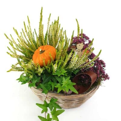 Herbstkorb Calluna