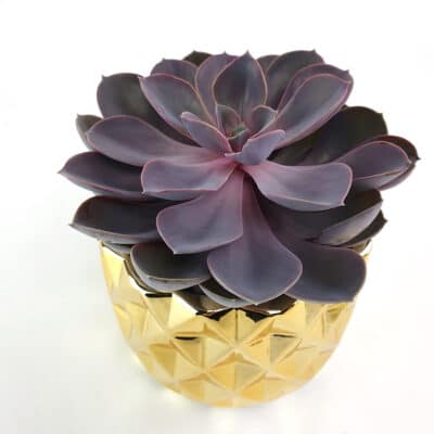 Echeveria Gold 1