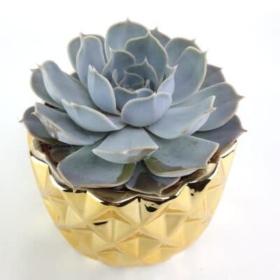 Echeveria Gold 3