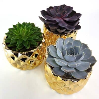Echeveria Gold Gruppe