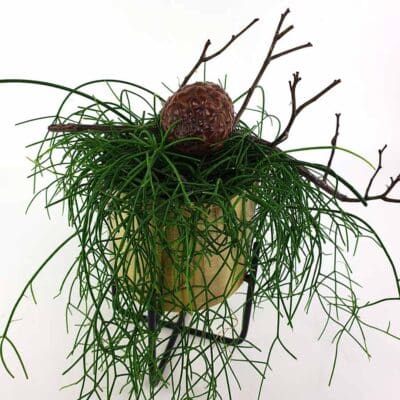 Rhipsalis Gold
