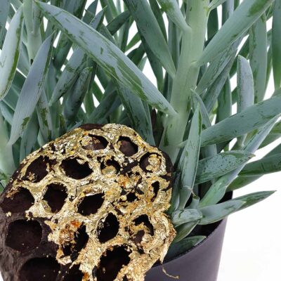 Senecio Black Gold Detail