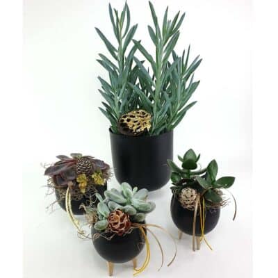 Succulenten Black