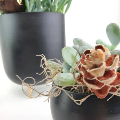 Succulenten Black Detail