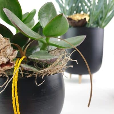 Succulenten Black Detail 2