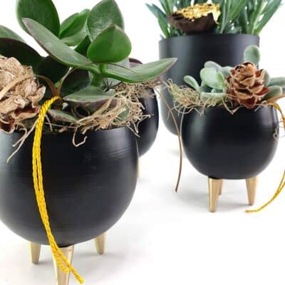 Succulenten Black Detail 3