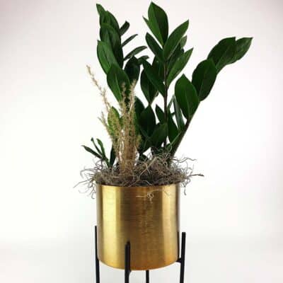 Zamia Gold