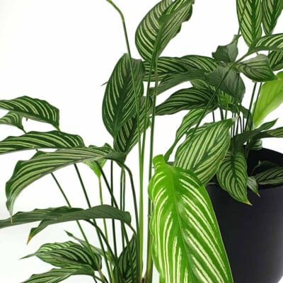 Calathea 2