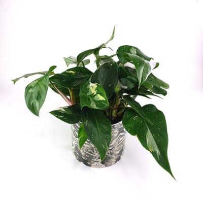 Philodendron