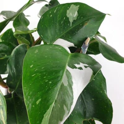 Philodendron 2