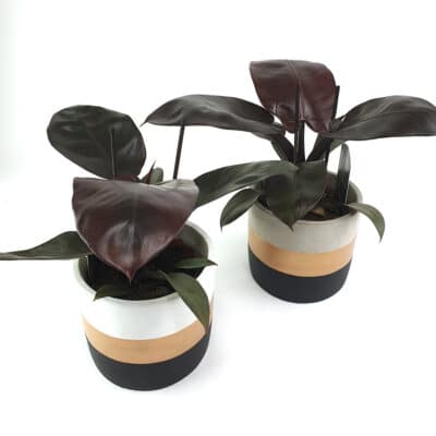 Philodendron Black Cardinal