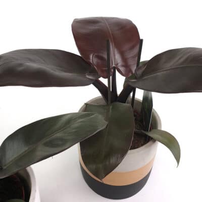 Philodendron Black Cardinal 2