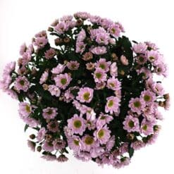 Santini rosa pur