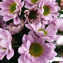 Santini Rosa Detail