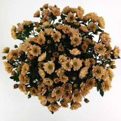 Santini apricot pur
