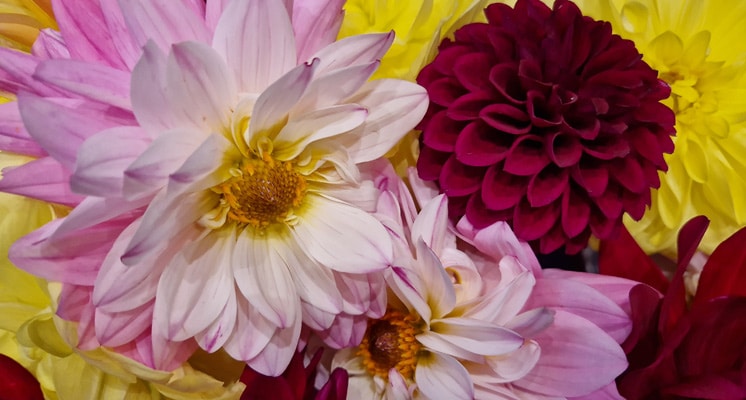 Dahlien Herbst geht zu Ende