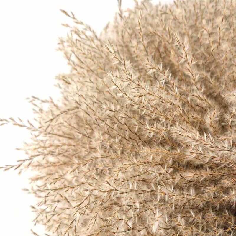 Miscanthus Wreath 3