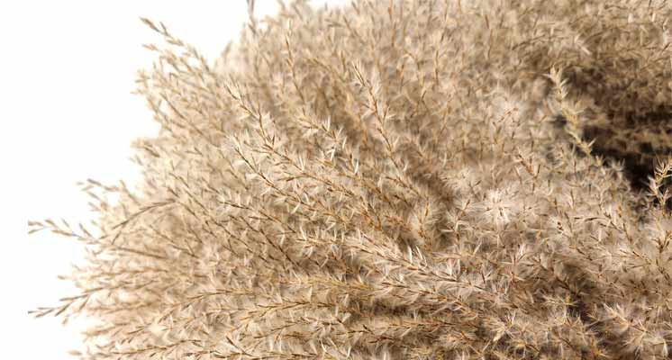 Kuschelige Schönheit